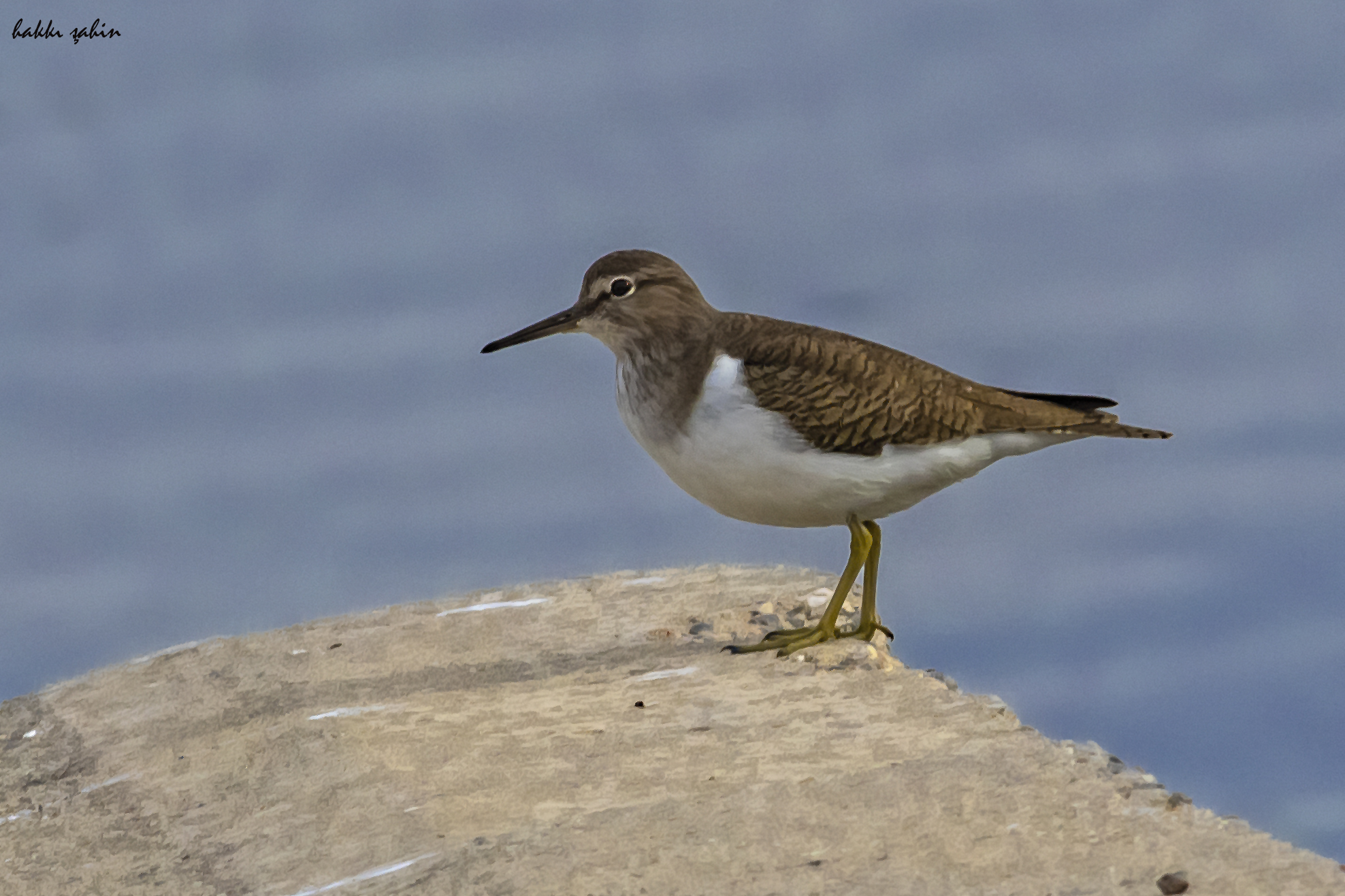 Common Sandpiper